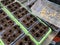 Planting seed trays