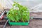 Planting seedlings of Bell pepper in greenhouse