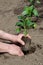 Planting seedlings of bell pepper in the open ground