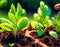 Planting seedlings in a greenhouse.  Cultivation of crops