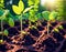 Planting seedlings in a greenhouse.  Cultivation of crops