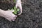 Planting seedlings hands girl