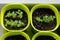 Planting seedlings indoors. Homemade arugula, radish, basil in plastic pots. Healthy organic food concept. Gardening on