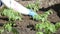 Planting seedlings in the soil