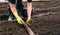 Planting seedlings of young plants in the soil. Closeup of the hand of a woman in glove who is planting cranberry seeds. The