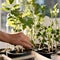 The planting small green plants in pots under the hot morning sun