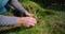 Planting a small spruce tree in with coniferous green forest background. Human hands while working. Young pine tree