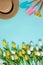 Planting spring flowers Gardening tools white yellow tulips copy space top view scoop blue background