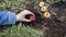 Planting sprouted bulbs or corms of gladiolus in open ground on a garden bed in early spring. Beautiful female hands plant a