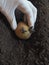 Planting sprouted tubers of potatoes in the ridges. Planting potatoes.