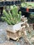 Planting Stetsonia coryne or Toothpick cactus or Argentine toothpick or Toothpick saguaro or Toothpick stetsonia.