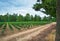 Planting stock of pine trees on tree farm