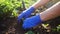 Planting strawberries in the garden