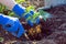 Planting strawberries in the garden