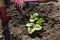 Planting strawberries in the garden. seedling of strawberry, hoe and shovel in the background