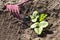 Planting strawberries in the garden. seedling of strawberry, hoe and shovel in the background