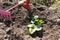 Planting strawberries in the garden. seedling of strawberry, hoe and shovel in the background