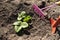 Planting strawberries in the garden. seedling of strawberry, hoe and shovel in the background