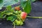 Planting strawberry under the black covering material