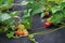 Planting strawberry under the black covering material