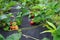 Planting strawberry under the black covering material