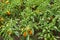 Planting of sweet pepper growing on bed in the garden, ripe vegetable at harvesting time