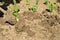 Planting Swiss chard seedlings