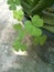 Planting three leaf clover tree