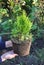 Planting Thuja. Gardener Hands Planting Cypress tree