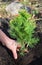 Planting Thuja. Gardener Hands Planting Cypress tree, Thuja with Roots Thuja Occidentalis