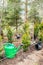 Planting Thuja occidentalis tree of life hedge in home garden soil outdoors in spring.