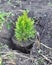 Planting thuja sapling from pot with roots in the garden.