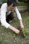 Planting tomato