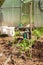 Planting tomato bushes in a small garden with a greenhouse. Home grown vegetables