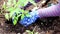 Planting a Tomato plant from small pot into garden blue polka dot gloves