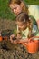 Planting a tomato seedling in the garden