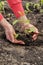 Planting tomato seedlings in greenhouse, women`s hands planted tomato seedlings, close-up