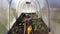 Planting tomato seedlings in ground inside greenhouse, woman gardener grows tomatoes in seedbed.