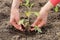 Planting tomato sprout in the ground, gardening