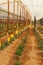 Planting tomatoes in a greenhouse