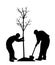 Planting a tree