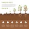 Planting tree process infographic. Apple tree growth stages. Ste