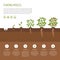 Planting tree process infographic. Tree growth. Bush vegetables