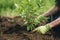 Planting tree in soil. Work in garden. Generative AI