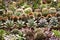 Planting various succulent plants and cacti