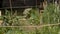 Planting vegetables and flowers, companion plants, in the vegetable garden, early June, through a bamboo frame