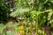 Planting vegetables inside a rustic greenhouse