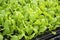 Planting vegetables lettuce leaf on soil