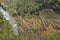 Planting of vineyards with river