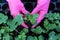 Planting watermelon seedlings close-up